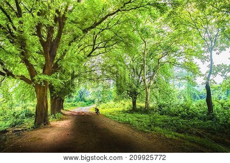 Roads to the light throgh the forest