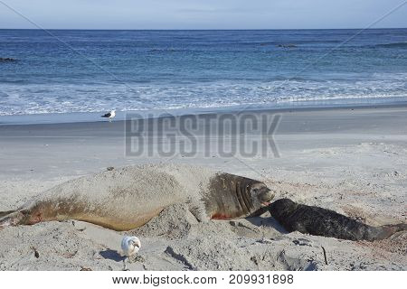 Female Southern Elephant Seal (Mirounga leonina) with a recently born pup lying on a beach on Sea Lion Island in the Falkland Islands.