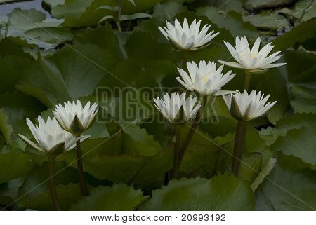 Waterlilies ขาว