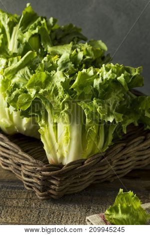 Raw Green Organic Escarole Lettuce