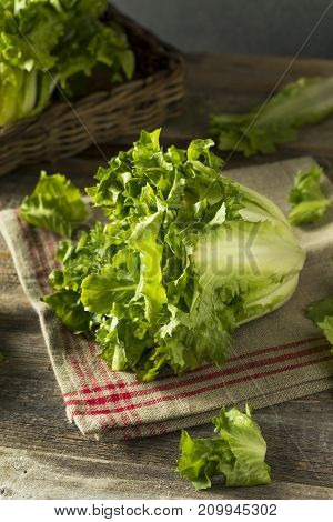 Raw Green Organic Escarole Lettuce