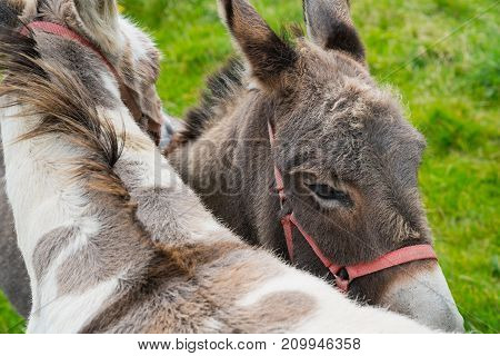 Two donkey closeup together head and back.