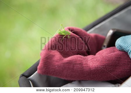 green, grasshopper, grig suddenly passenger in bag