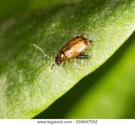 small beetle on a green leaf. close-up
