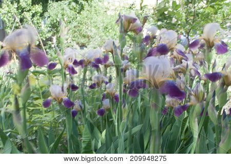 Iris Flower In Bloom. Natural Colourful Background