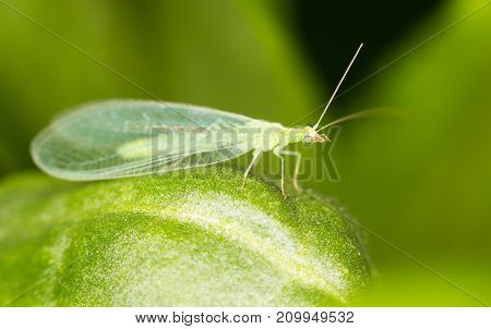 Green leaves taken lacewing flies, close-up images