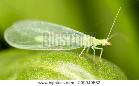 Green leaves taken lacewing flies, close-up images
