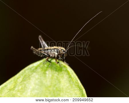 small grasshopper on a green leaf. close-up