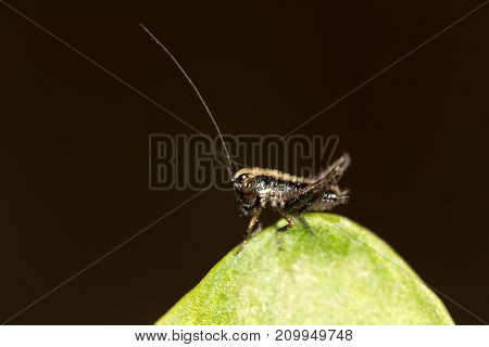 small grasshopper on a green leaf. close-up