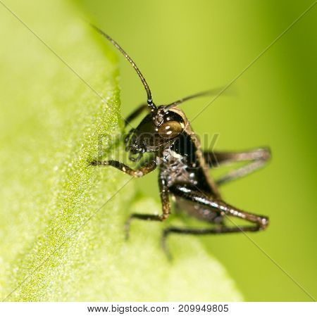 small grasshopper on a green leaf. close-up
