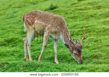 Deer On The Pasture