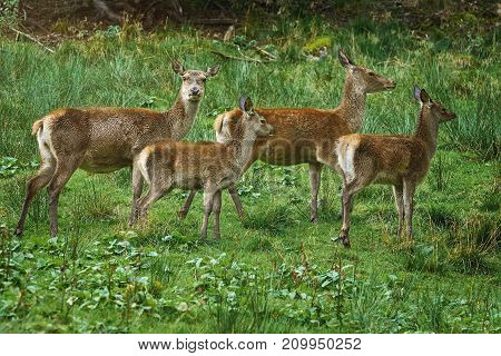 Deers On The Slope Of A Hill