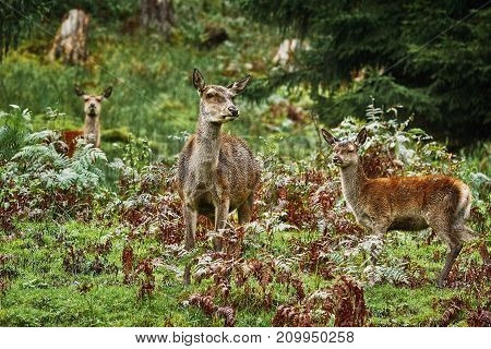 Deers In The Forest