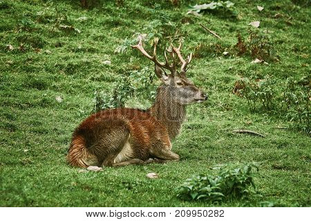 Deer Rest On The Grass