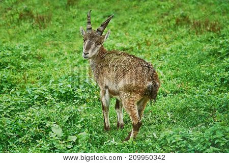Goatling In The Grass