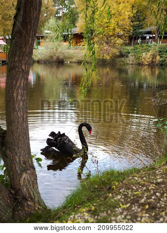 Black swan swimming on a lake under willow tree with reflection in water