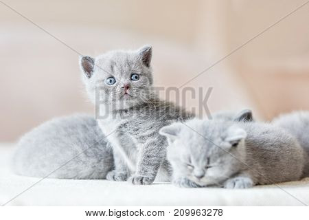 Bunch of little sweet grey cats together. Two of them sleeping, one sitting and looking behind the camera. British shorthair.