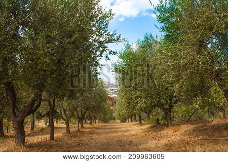 Olive Trees Gerden, With Olives On The Branches, Nature Background