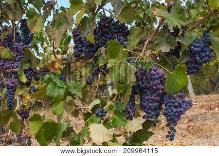 Red Grape Fruit On A Vine In A Vineyard, Nature Background