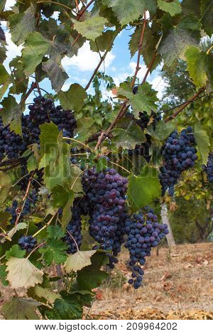 Red Grape Fruit On A Vine In A Vineyard, Nature Background