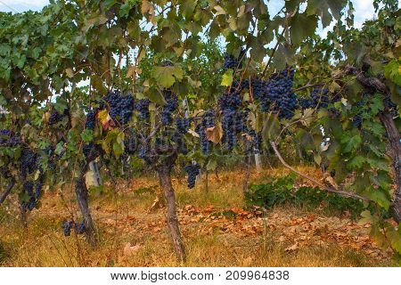 Red Grape Fruit On A Vine In A Vineyard, Nature Background