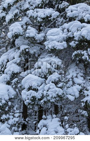 One snow covered spurce, background, winter in Norway