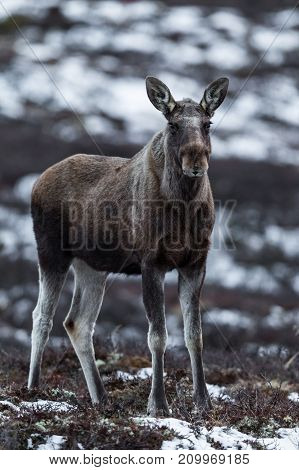One young elk or moose, Alces alces, on Dovre in Norway