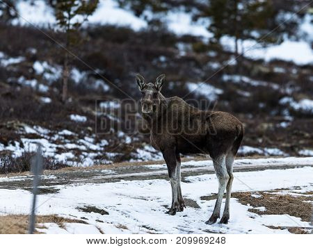 Young elk or moose, Alces alces, chewing on haylage from a farmers round bales. Good food supply for the elk through the winter on Dovre in Norway