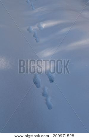 Traces from the Hare, Lepus timidus, in the snow in Norway