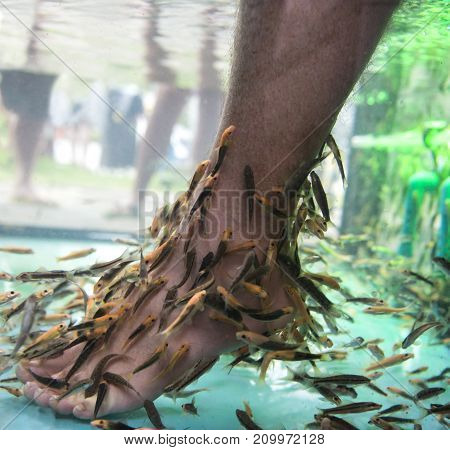 Feet in a fish tank being cleaned by fish