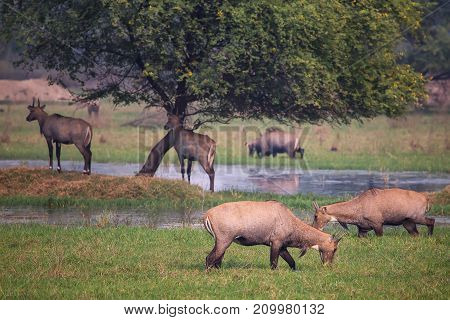 Nilgai Antelopes (boselaphus Tragocamelus) In Keoladeo Ghana National Park, Bharatpur, India