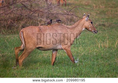 Female Nilgai With Brahminy Mynas Sitting On Her In Keoladeo National Park, Bharatpur, India