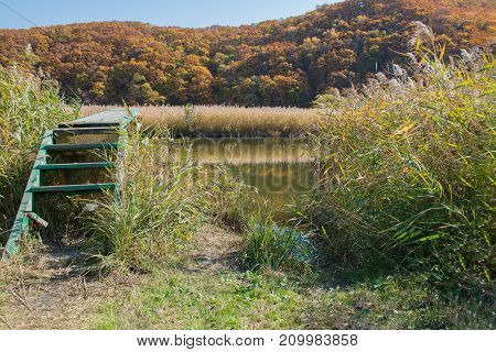 Wooden pier with stairs on a pond windless weather. Autumn forest and yellow reeds on the shore.