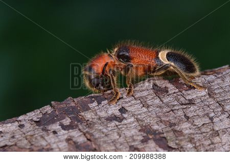 macro image of a hairy Checkered Beetle
