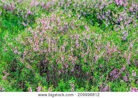 Wallpaper with blossoming of dwarf Russian almond or Prunus tenella in spring