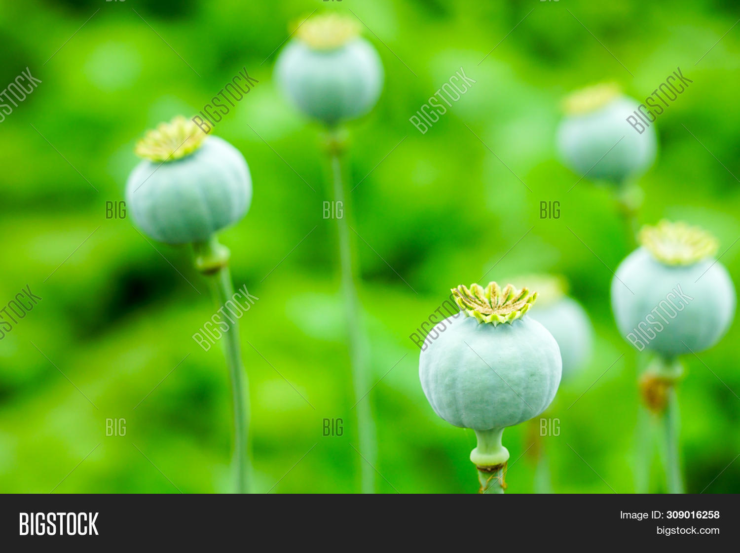 Fruit Opium Poppy, Image & Photo (Free Trial) | Bigstock