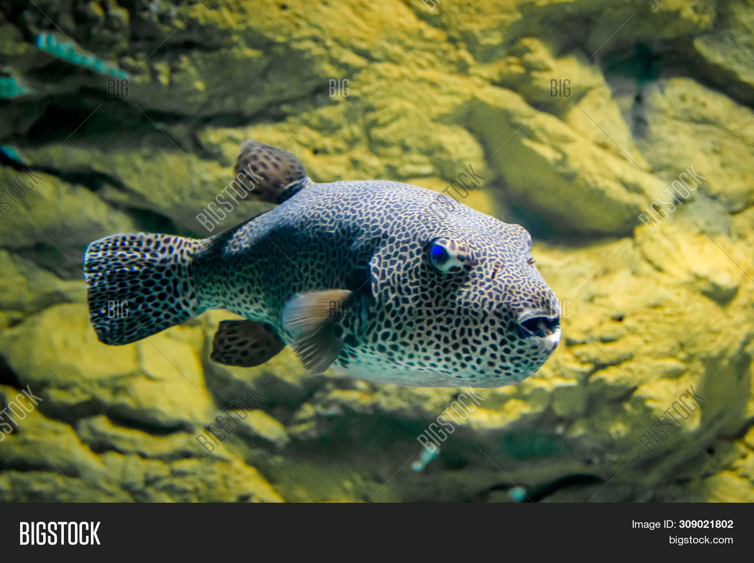 Fish Ball Aquarium. Image & Photo (Free Trial) Bigstock