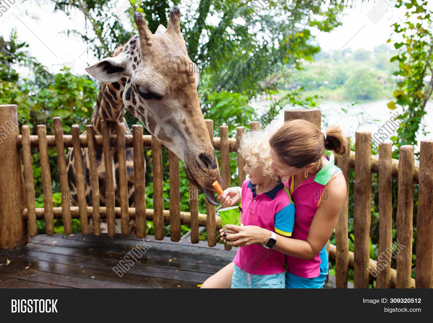 Family Feeding Giraffe Image & Photo (Free Trial) Bigstock