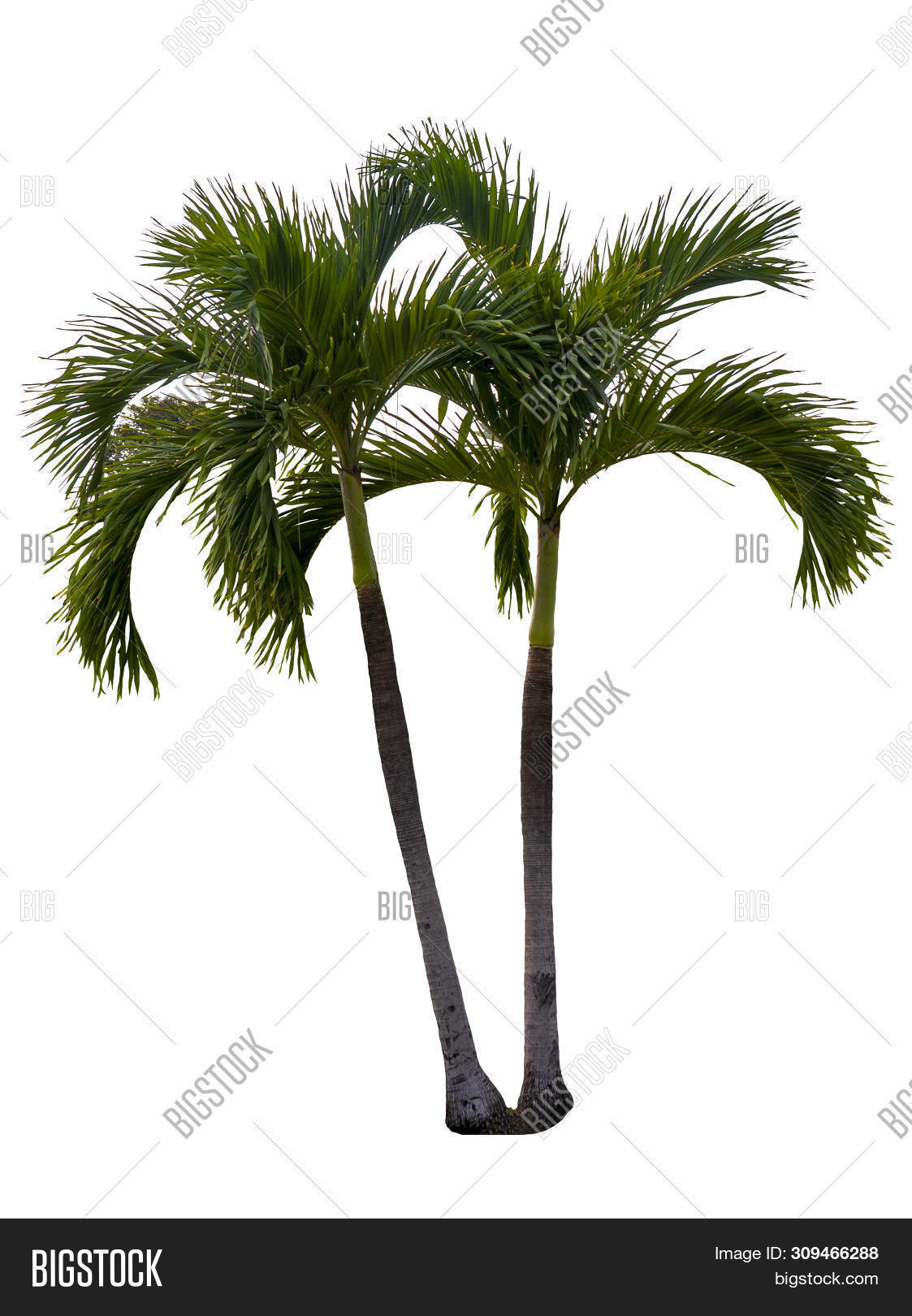 Washington Palm Tree Image & Photo (Free Trial) Bigstock