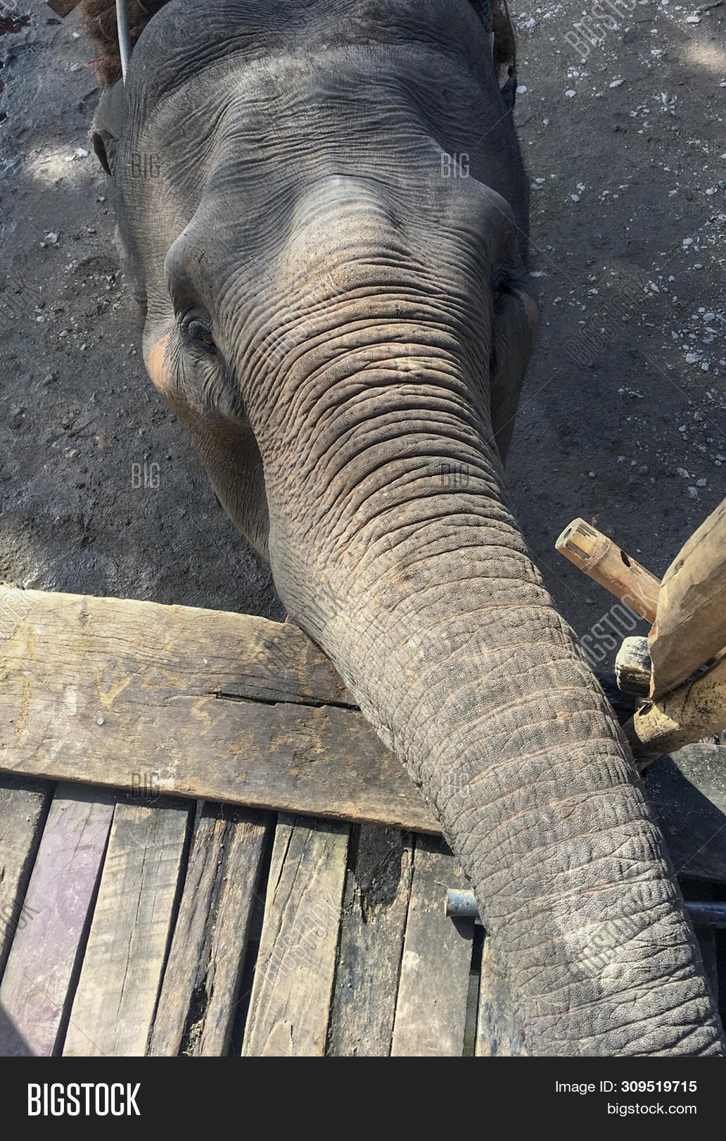 Elephant Stand Image & Photo (Free Trial) Bigstock