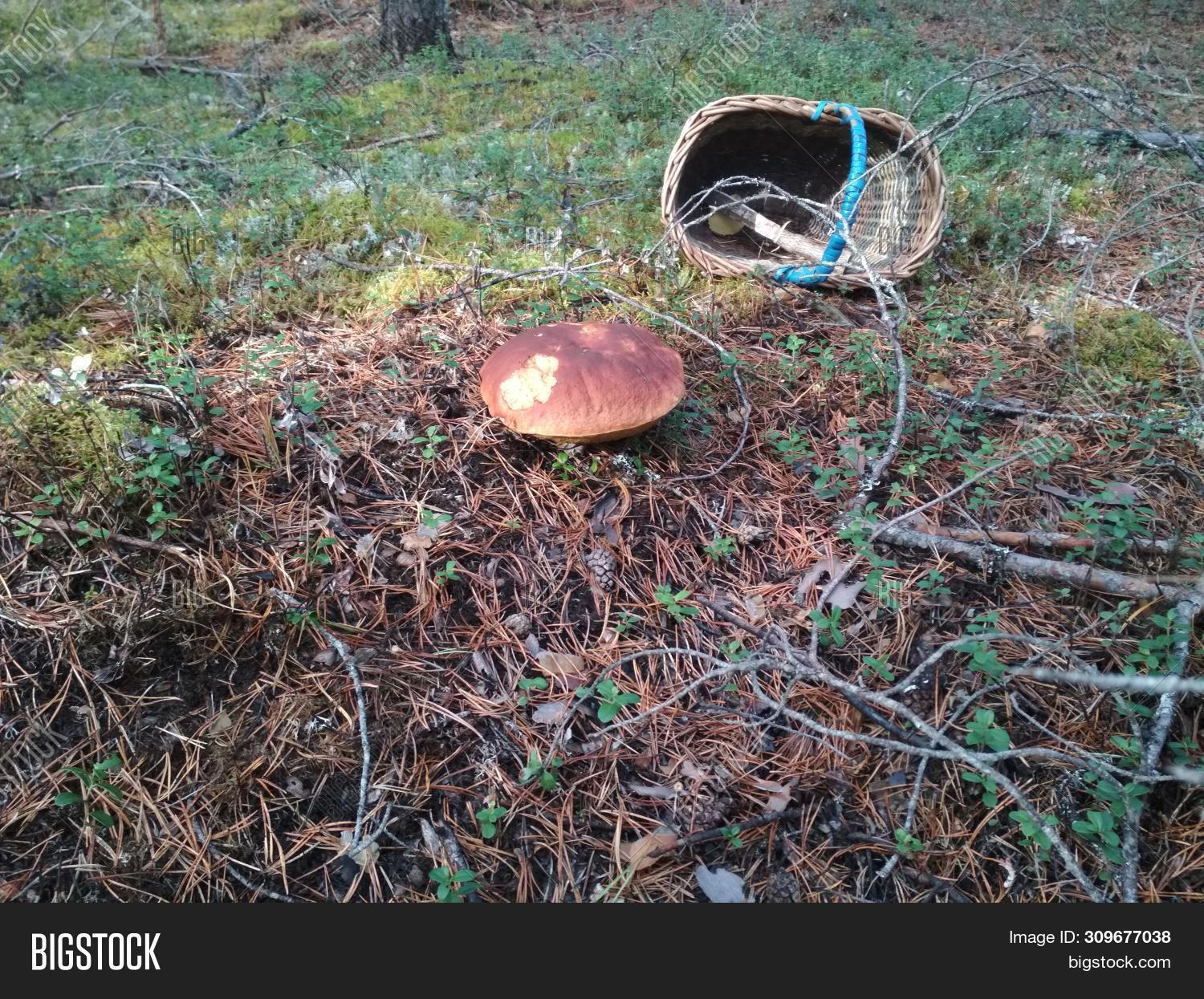 Picking Mushroom Image & Photo (Free Trial) Bigstock