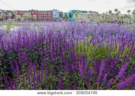 Park  Muzeon -  Amazing  Flowerbed  From Purple Flowers \nin  Muzeon Public Park . Moscow Downtown
