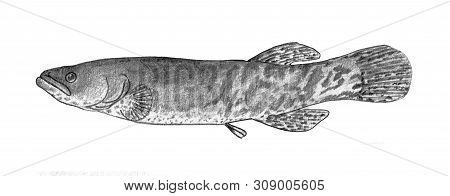 Alaska Blackfish (dallia Pectoralis). Black And White Hand Drawing Realistic Image.