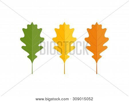 Set Of Vector Autumn Oak Leaves On White Background In Simple Flat Style