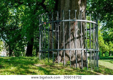 A Metal Fence Around The Tree To Prevent Beaver Damage