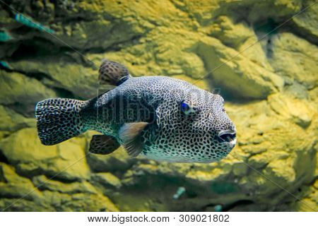 Fish Ball In The Aquarium. The Inhabitants Of The Sea. Sea Fish.