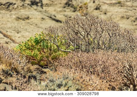 Clouse Up Shot Of Endemic Milkweed And Cactus. Selective Focus. Dry Sandstones Coastline In The Back