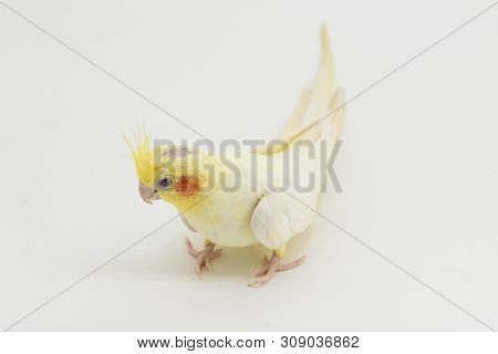 Yellow-white Corella Lutino, During Molting, Examines The Surface Under The Paws, On A White Backgro