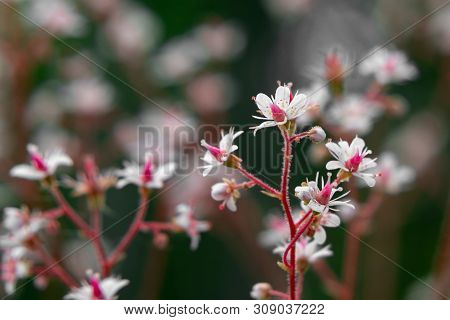 Blooming Flowers Of Saxifrage Umbrosa In The Summer Garden Close-up