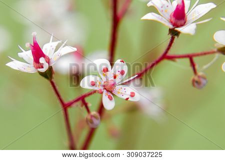 Blooming Flowers Of Saxifrage Umbrosa In The Summer Garden Close-up